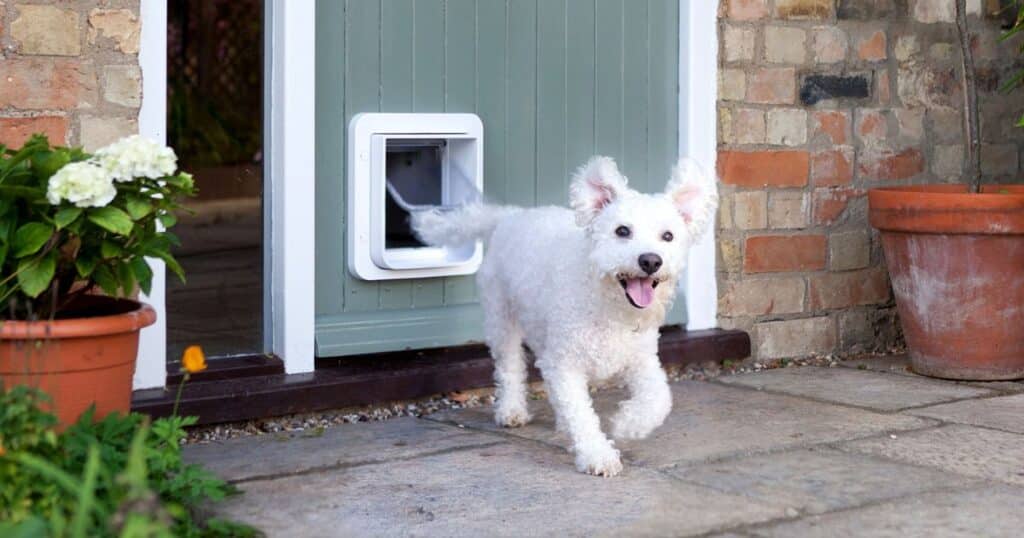 Comparison with Other Doggie Door Options