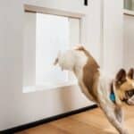 Sliding door doggy door