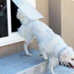 Sliding glass pet door